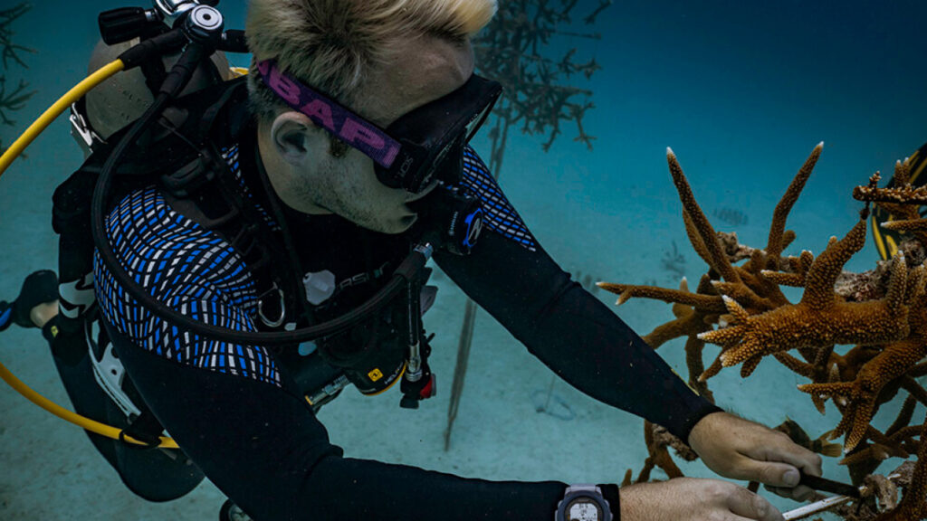 Convertirse en un guardián de arrecife icónico: Una inmersión deliberada en Florida Keys National Marine Sanctuary