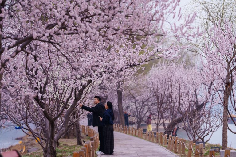 A world in bloom: Spring flowers unfold from Tokyo to Mexico, in photos