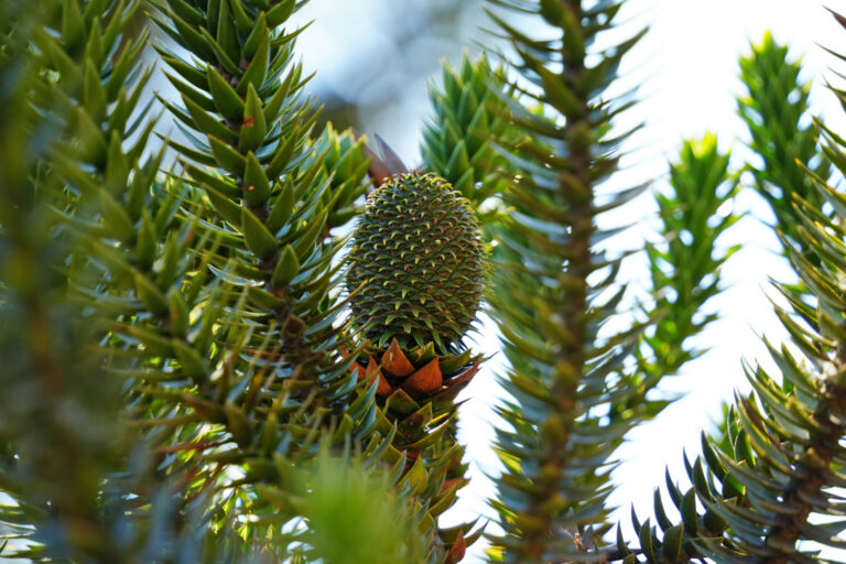 Restauración de la Selva Atlántica de Brasil puede subir al mercado de plantas nativas