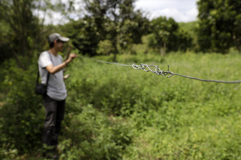 Electrocution, conflict, poaching mark grim start to year for Sumatran elephants