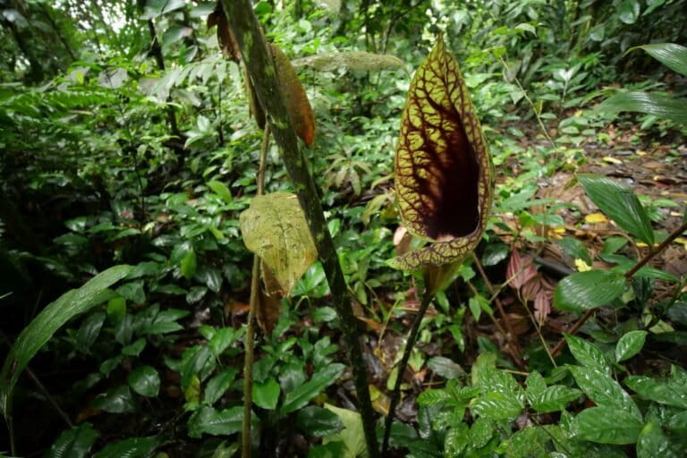 Extinction—or just unseen? What Centinela reveals about biodiversity data gaps