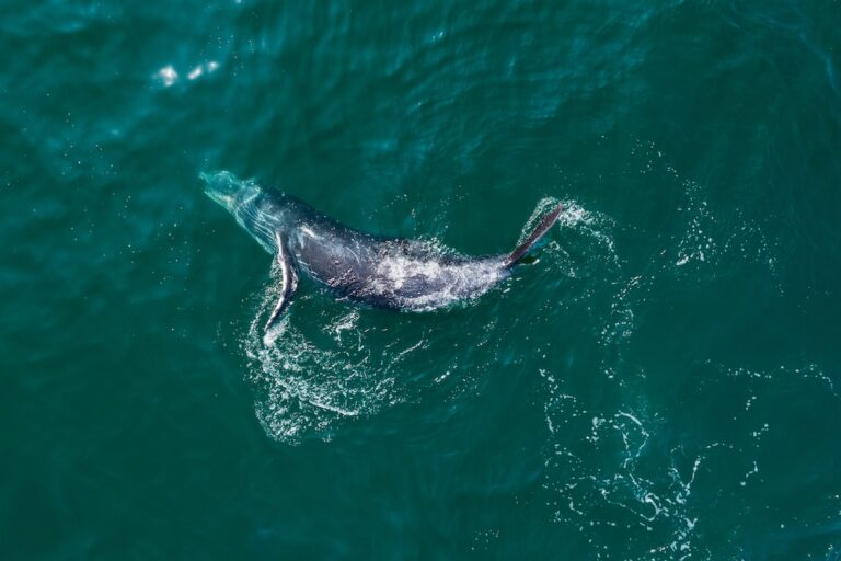 Sonidos, imágenes satelitales y paciencia: cómo la ciencia estudia a la megafauna marina que habita la mexicana Bahía de Banderas