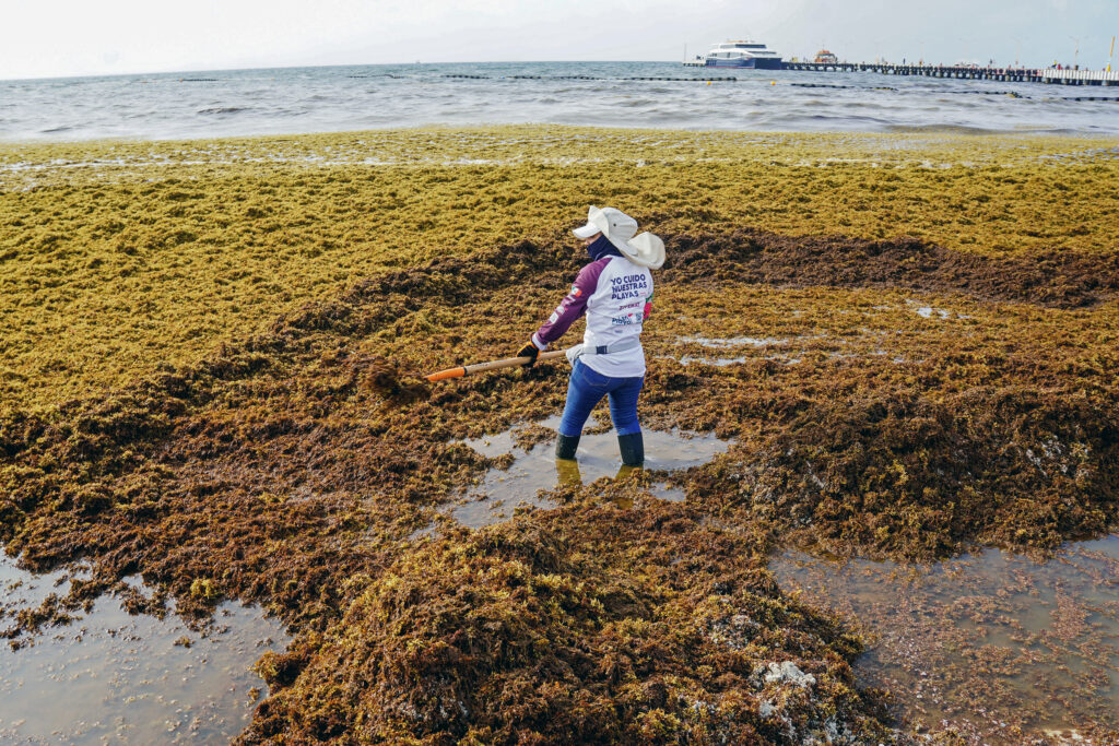 Por qué las playas están empapadas con Sargassum, la amenaza de algas marinas Stinky
