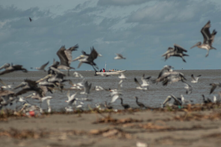 Investigaciones de Mongabay Latam nominadas a los Premio Sigma 2026