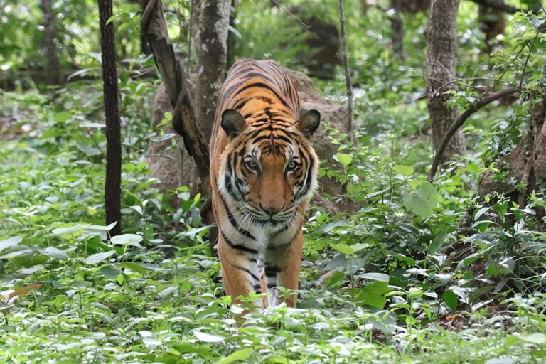 La Liga Salvaje pretende convertir las mascotas deportivas en campeones de conservación