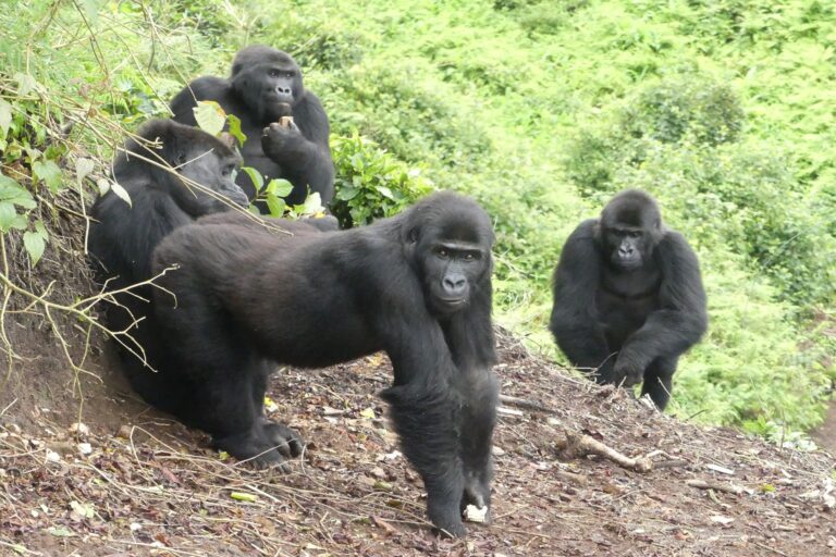 Día Mundial de Revivir: Esperanza de especies y ecosistemas