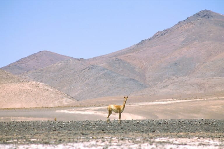Litio en Conflicto lanza una herramienta para rastrear los proyectos de litio de ocho países de Latinoamérica