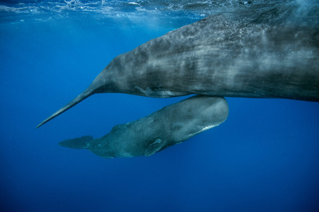 Inside a Rare Sperm Whale Birth Reshaping How Scientists Understand Animal Cooperation