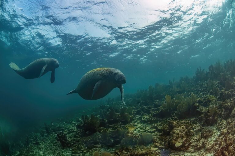 En el Día de la Apreciación Manatee, recuerde estos gigantes gentiles que protegen los ecosistemas acuáticos (commentario)