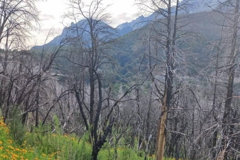 Incendios más frecuentes y severos ponen en riesgo la recuperación de los bosques de la Patagonia norte argentina