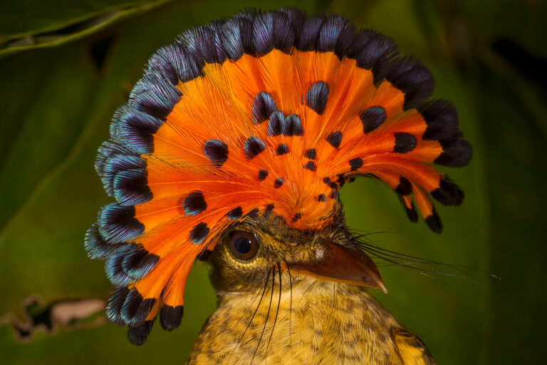 Las aves están cambiando – y la memoria indígena es el registro más largo que tenemos