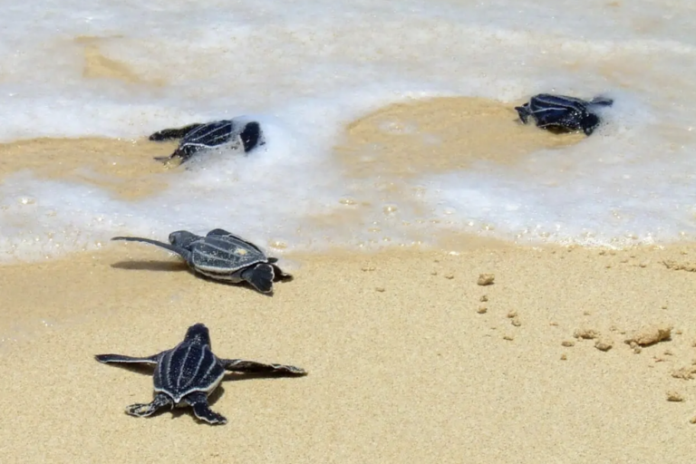 Compost, racoons and sea tortuga predation in Costa Rica