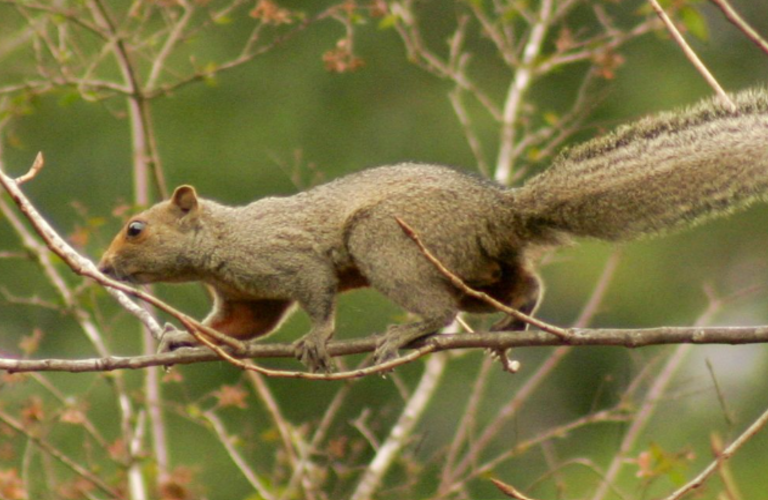 Argentina actualiza la lista nacional de mamíferos UICN con nuevo enfoque en especies no nativas