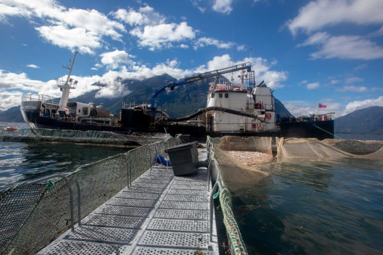 Lo más leído | Salmoneras incumplen reglas en Chile, amenazas en la Amazonía de Colombia, la gestión ambiental de Rodrigo Paz en Bolivia y más