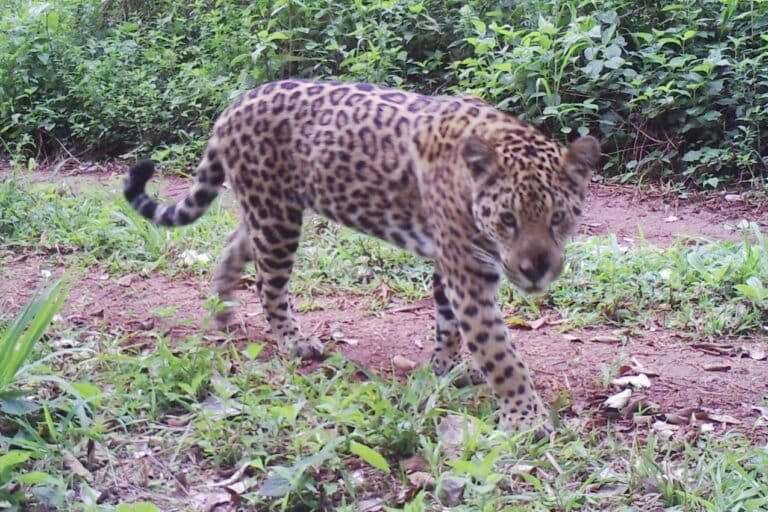 El misterio de Pará: la desaparición de dos jaguares cachorros en Argentina reabre el debate sobre la reubicación de felinos