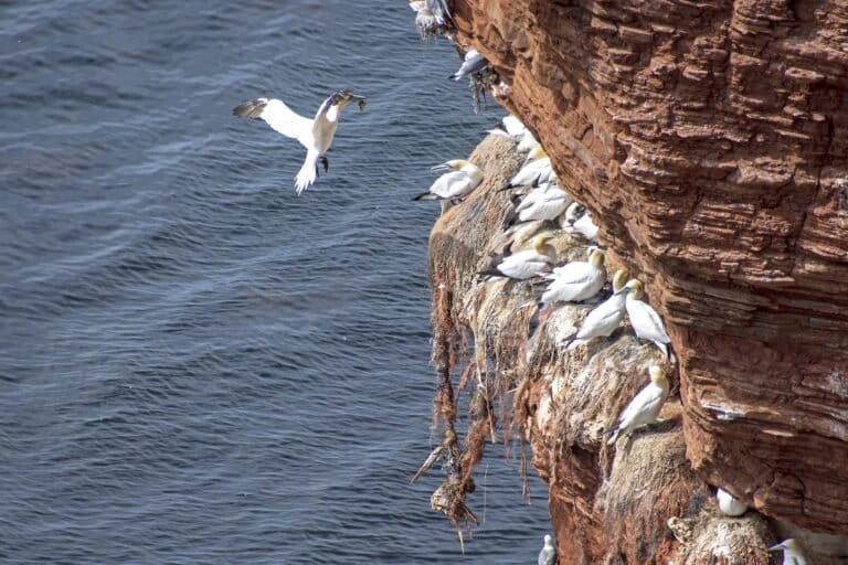 Nidos de aves marinas construidos con residuos plásticos frente a la costa de Alemania: Foto de la semana