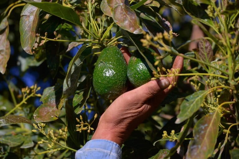 Bosque por «oro verde»: las alternativas al aguacate para frenar la deforestación y la violencia en México
