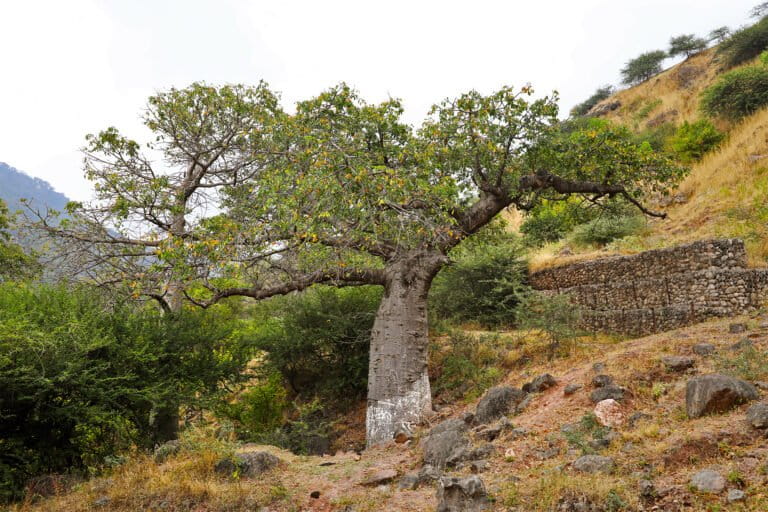 Escarabajo conocido por árboles de mango ravas ahora matando baobabs, estudio encuentra