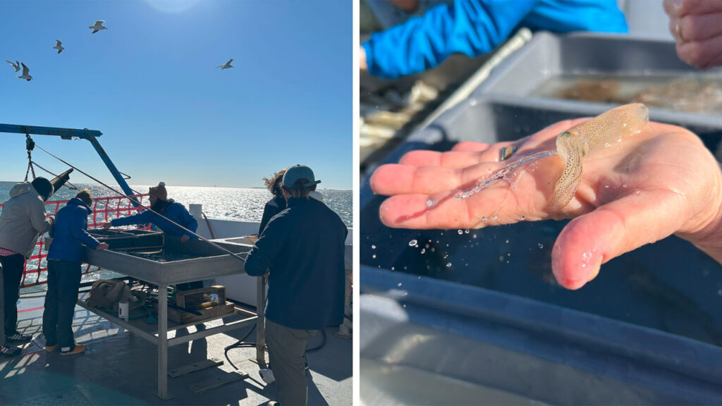 Ocean Exploration Education: Facilitator training in Dauphin Island