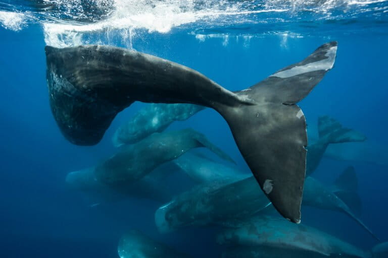 La brecha de cumplimiento del océano