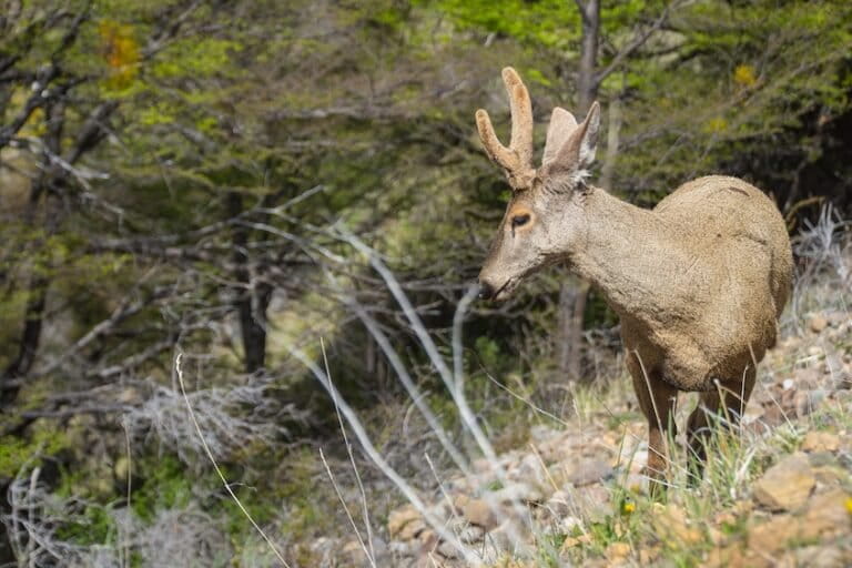 Lo más leído | Alerta por tren bioceánico entre Perú y Brasil, desmantelamiento científico en Argentina, conservación de huemules en Chile y más