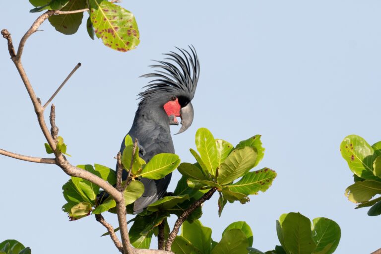 La conservación gana como la primera palmera pollito huye de hueco artificial en Australia