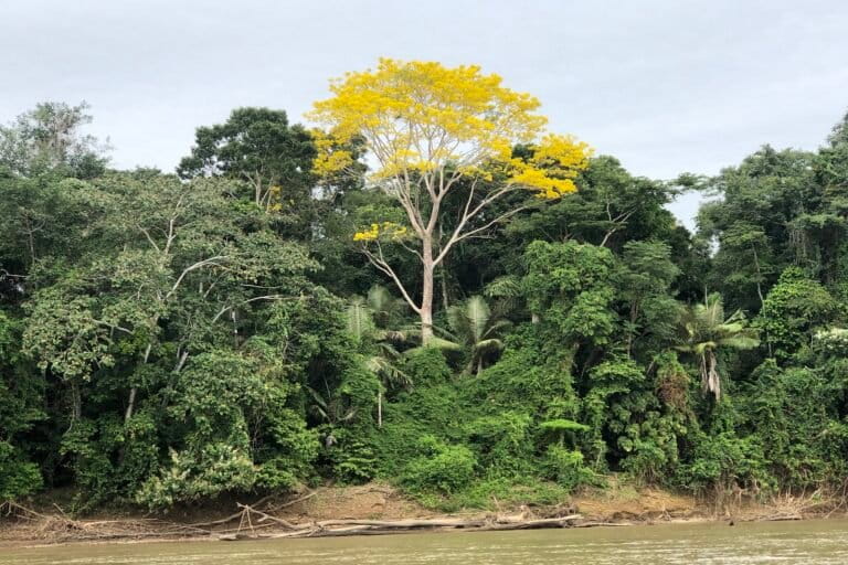 Nuevos hallazgos revelan resistencia climática inesperada en hasta un 36% de la selva amazónica