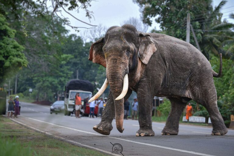 Living with wildlife, bearing the cost