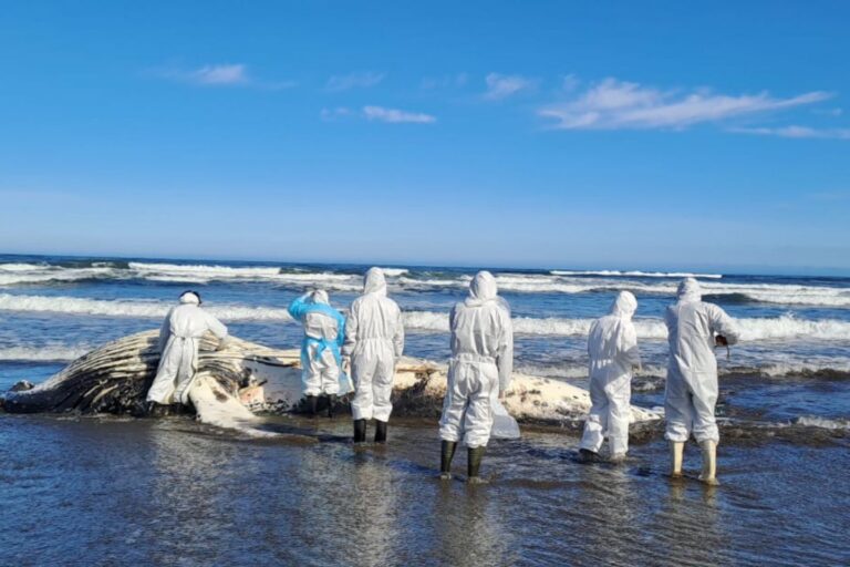 Chile: encuentran ballena jorobada muerta en Chiloé y piden investigación por intervención humana