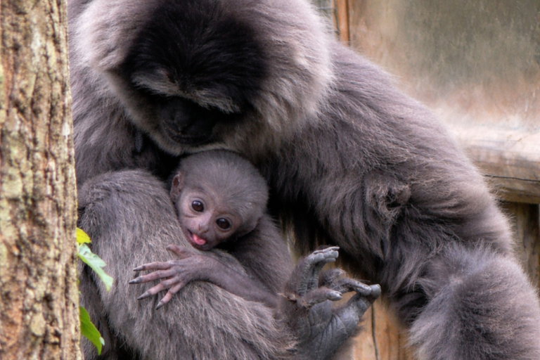Endangered Javan gibbon baby born in UK rare species sanctuary