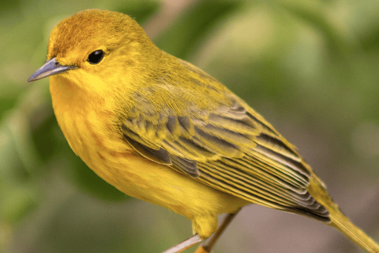 No solo los machos cantan: un hallazgo en Galápagos reescribe el papel de las aves hembras | ESTUDIO
