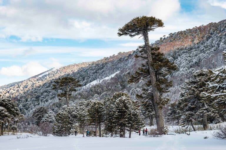 El extraordinario mundo de los árboles, clave para la supervivencia humana