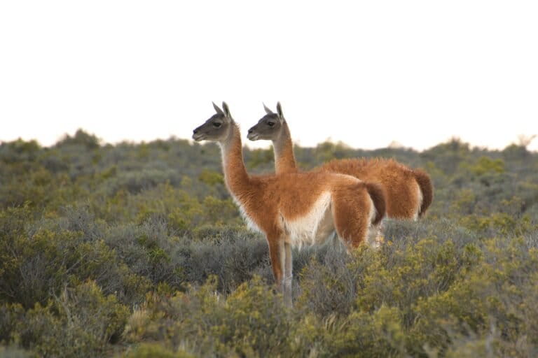 Argentina: el regreso de los guanacos al Gran Chaco reaviva el debate sobre las reintroducciones de fauna silvestre