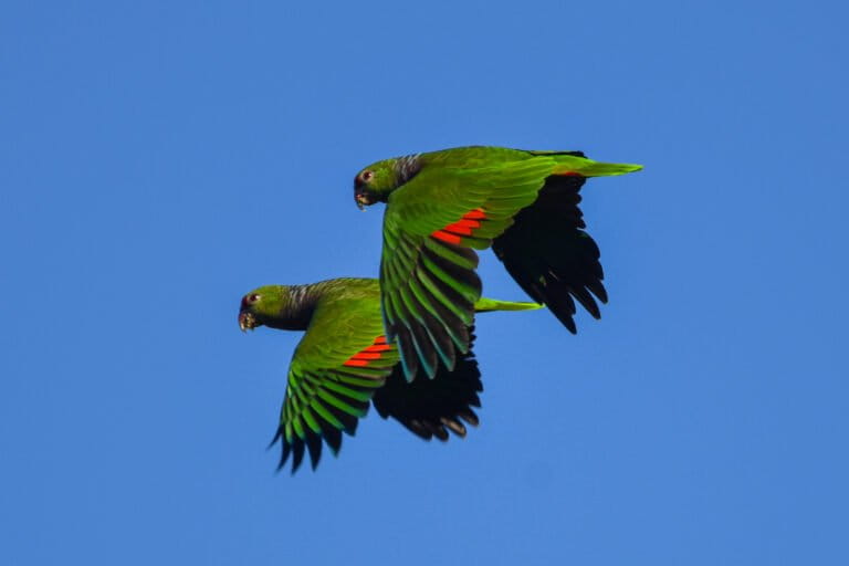 Lo más leído | Elecciones en Perú sin propuestas ambientales claras, conflicto entre pescadores y una minera en Chile, ave escapa de la extinción en Argentina y más