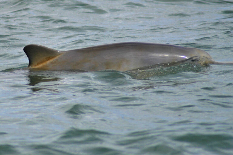 Argentina: con dispositivos de sonido, pescadores y expertos evitan que delfines franciscanas queden atrapados en redes
