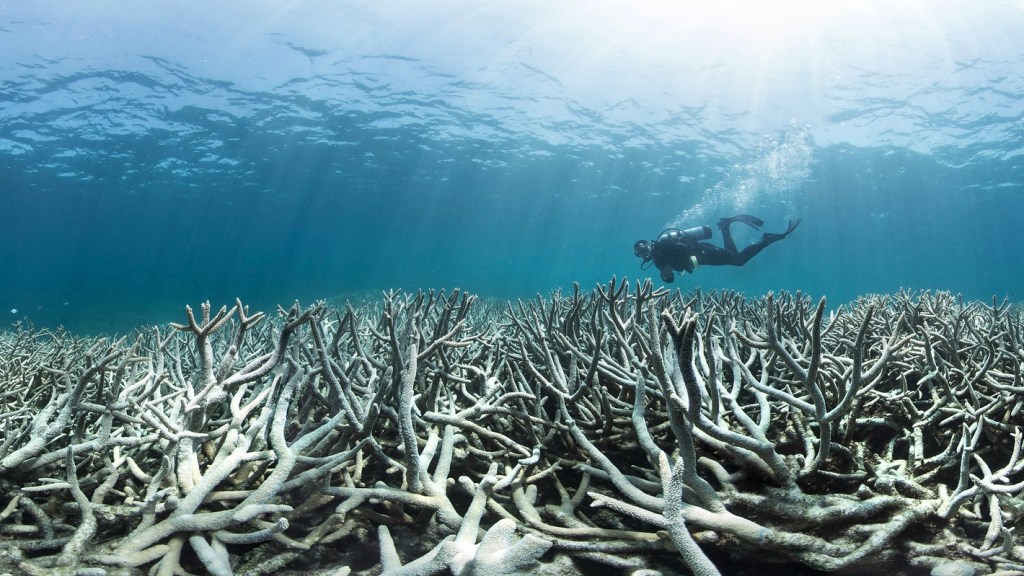 Más de la mitad de los arrecifes de coral se han decolorado durante una ola de calor de tres años