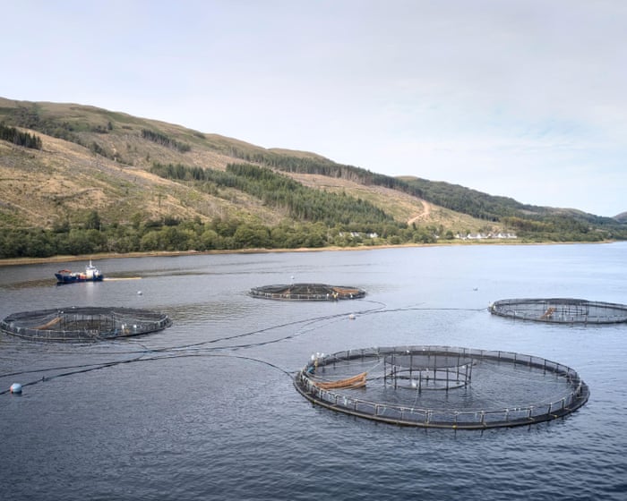 Granjas de peces y contaminación en Escocia | Carta