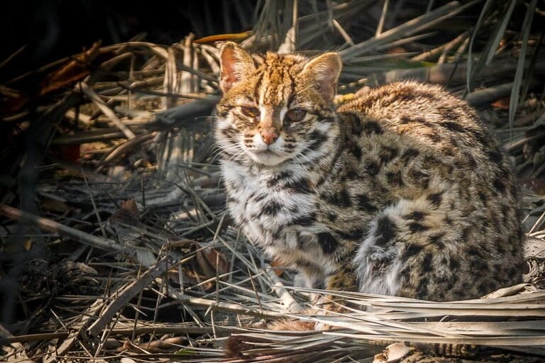 Asia’s overlooked leopard cat