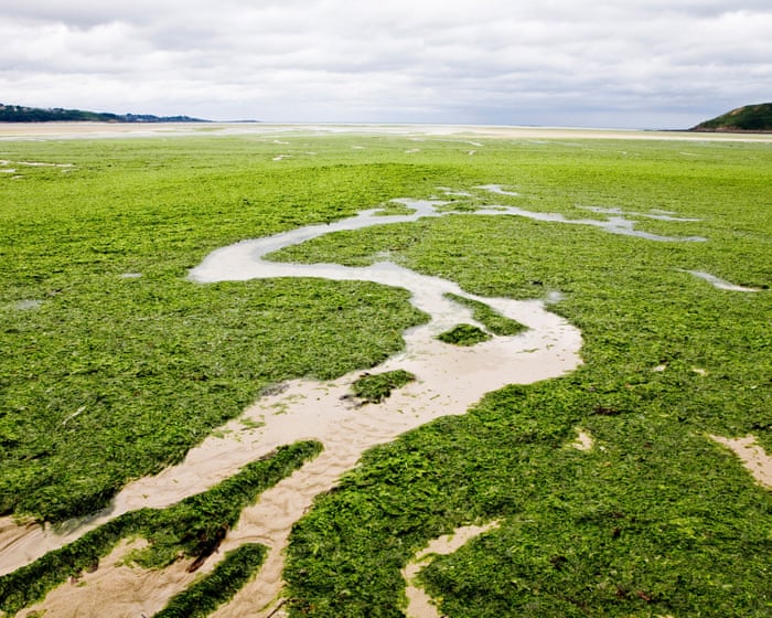 ‘No podía respirar’: la ominosa expansión de la algas asesina de Francia