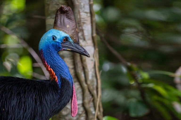 Amid efforts to save Australia’s southern cassowaries, their numbers remain unknown