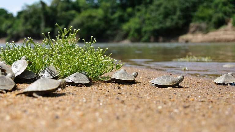 World Turtle Day: Important conservation wins amid turtle extinction crisis