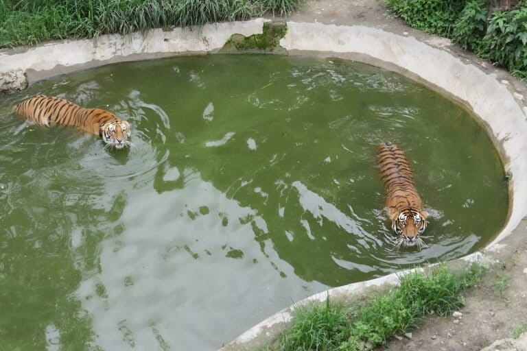 Nepal prepares to hand over mega zoo project to conservation body