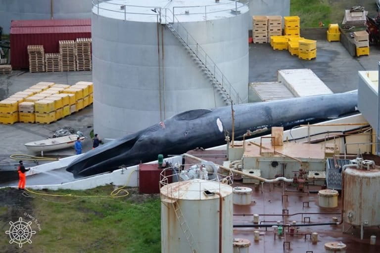 Icelandia planea reanudar la caza de ballenas este verano