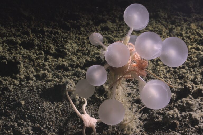 Ghost shark, carnivorous sponge among 1,000+ newly discovered marine species