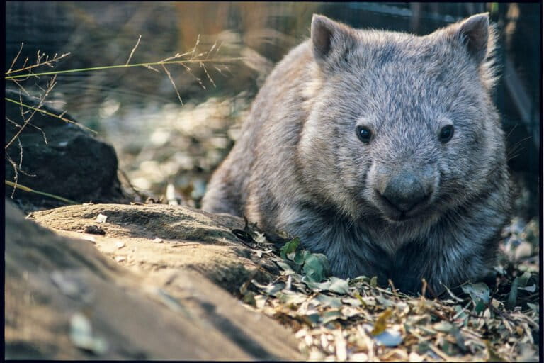Above an Australian highway, a bridge reconnects wilderness for quolls, koalas and other animals