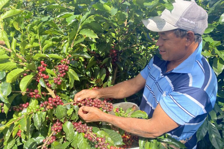 For Honduran coffee growers, EUDR compliance means changing old habits
