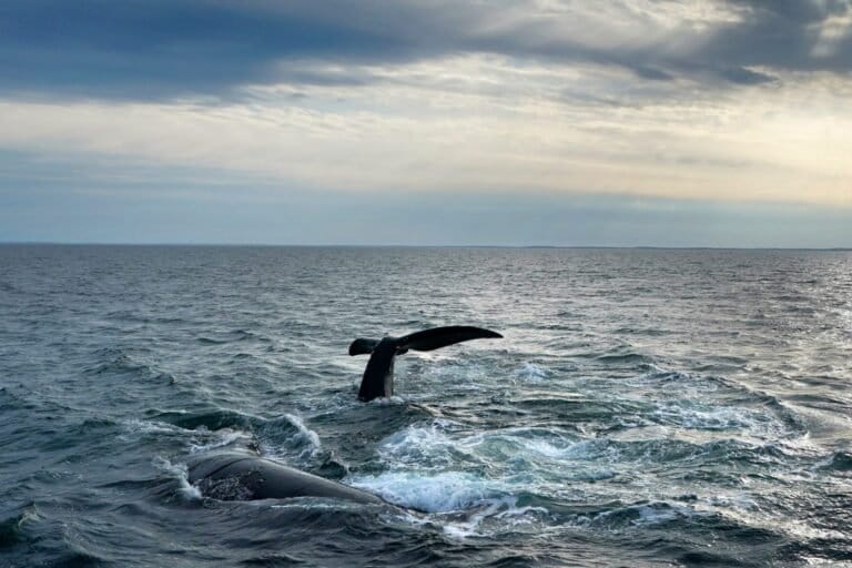 Protecciones para ballenas en peligro de extinción podrían retrasarse hasta 2035 según plan respaldado por Trump