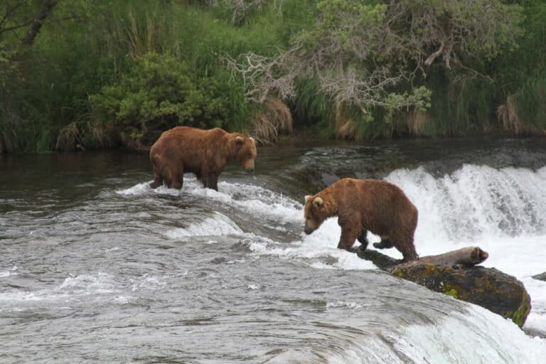 Agentes de vida silvestre de Alaska pueden matar osos para proteger caribú, rula juez