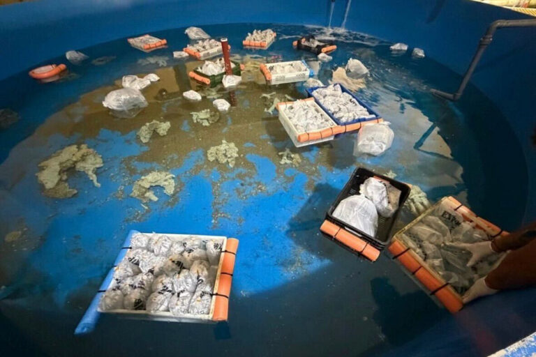 Peces, pulpos y estrellas de mar: Argentina incauta más de 700 animales marinos traficados desde Kenia