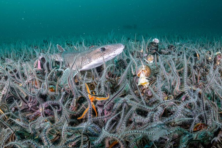 La vida en el lecho marino triplica después de la prohibición de la pesca de fondo en una zona protegida de Escocia